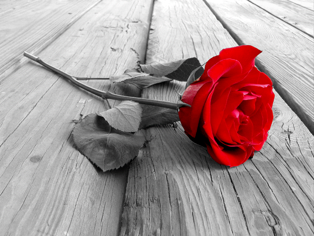 Imagenes de rosas%20%281%29