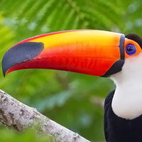 Toco toucan images