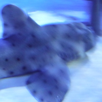 Dscf9126
