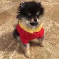 Yeontan v bts army 1